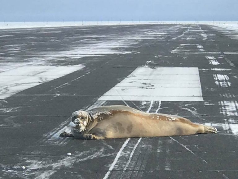Una foca bloquea la pista de aterrizaje de un aeropuerto en Alaska