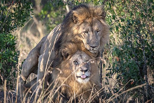 Los leones de Kenia captados en "actitud cariñosa". Foto de Paul Goldstein