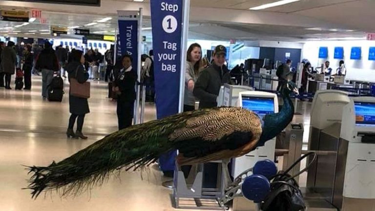 Una mujer intenta volar con su pavo real en el aeropuerto de Newark