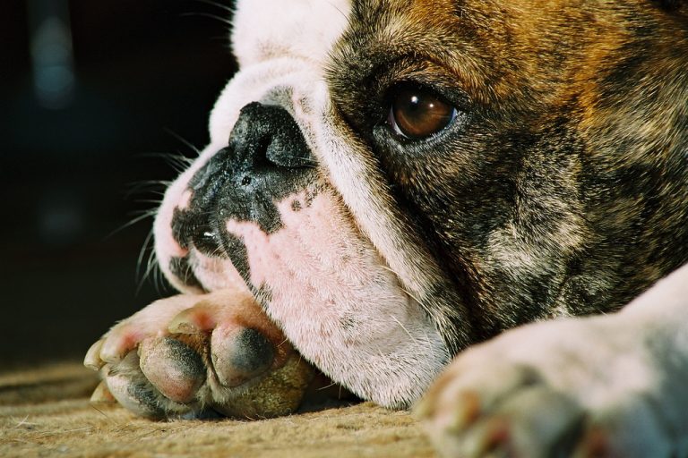 Bulldog francés muere sofocado en un vuelo de United Airlines.