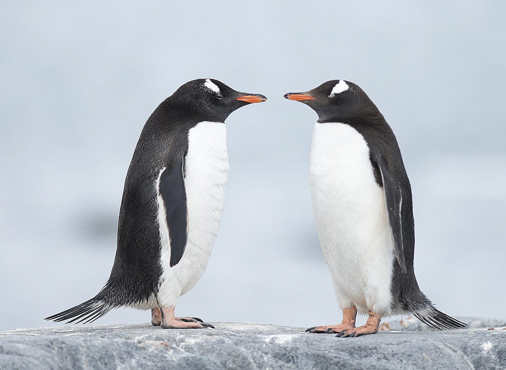 Científicos descubren una mega-colonia de pingüinos en la Antártida.