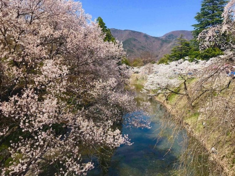 El sakura colorea Japón
