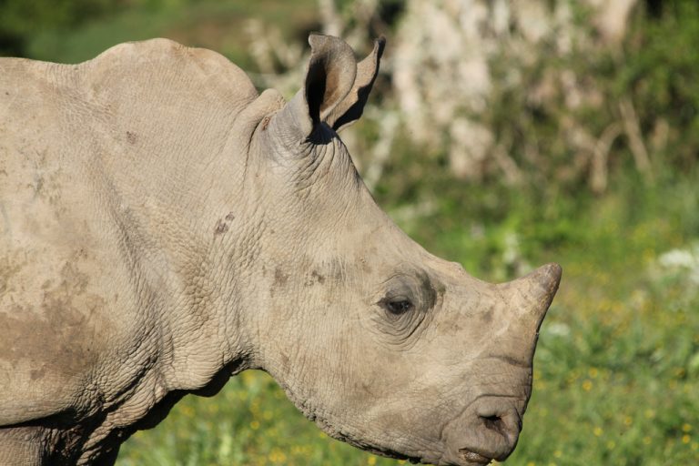 Un rinoceronte ataca un carro de turistas en México
